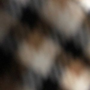 Meet your Posher, Lassie